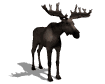 reno-alce-ciervo-venado-038.gif