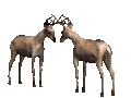 reno-alce-ciervo-venado-043.gif
