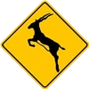 reno-alce-ciervo-venado-047.png