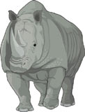 rinoceronte-007.jpg