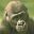 simio-mono-primate-gorila-019.jpg