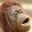 simio-mono-primate-gorila-020.jpg