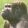 simio-mono-primate-gorila-021.jpg
