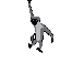 simio-mono-primate-gorila-052.gif