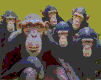 simio-mono-primate-gorila-078.gif