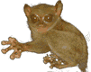 simio-mono-primate-gorila-079.gif