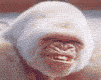 simio-mono-primate-gorila-080.gif