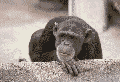 simio-mono-primate-gorila-082.gif