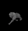 simio-mono-primate-gorila-097.gif