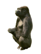 simio-mono-primate-gorila-099.gif