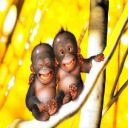 simio-mono-primate-gorila-111.jpg