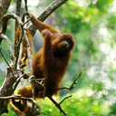 simio-mono-primate-gorila-113.jpg