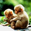 simio-mono-primate-gorila-114.jpg