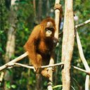 simio-mono-primate-gorila-115.jpg