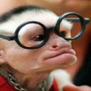 simio-mono-primate-gorila-116.jpg