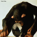 simio-mono-primate-gorila-117.jpg