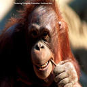 simio-mono-primate-gorila-119.jpg