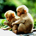 simio-mono-primate-gorila-120.jpg