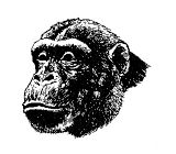 simio-mono-primate-gorila-124.gif