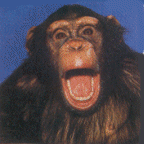simio-mono-primate-gorila-127.gif