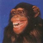 simio-mono-primate-gorila-128.gif