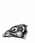 simio-mono-primate-gorila-130.gif