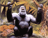 simio-mono-primate-gorila-147.gif