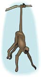 simio-mono-primate-gorila-148.jpg