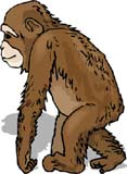 simio-mono-primate-gorila-150.jpg