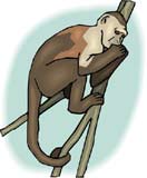 simio-mono-primate-gorila-151.jpg