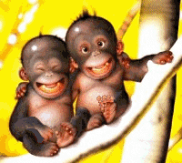 simio-mono-primate-gorila-156.gif