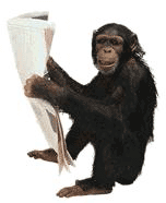 simio-mono-primate-gorila-161.gif