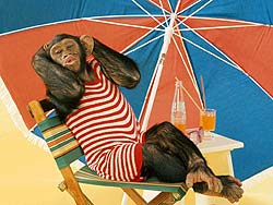 simio-mono-primate-gorila-163.jpg