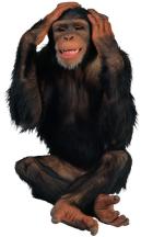 simio-mono-primate-gorila-164.jpeg