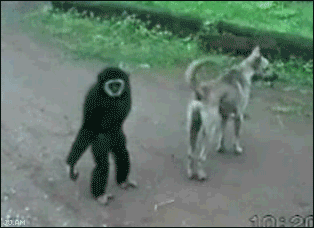 simio-mono-primate-gorila-166.gif