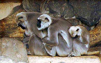 simio-mono-primate-gorila-169.jpg