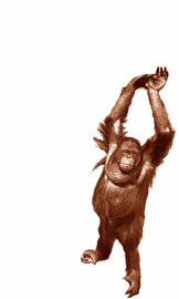 simio-mono-primate-gorila-173.gif
