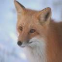zorro-028.jpg