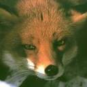 zorro-029.jpg