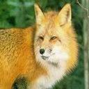 zorro-030.jpg