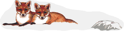 zorro-031.gif