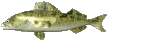 pez-126.gif