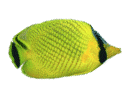 pez-200.gif