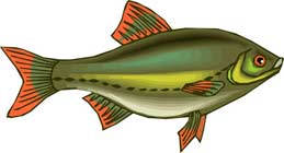 pez-279.jpg
