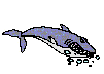 tiburon-013.gif