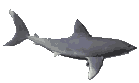 tiburon-017.gif