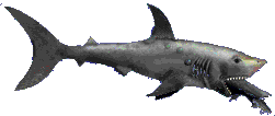 tiburon-022.gif