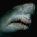 tiburon-031.jpg