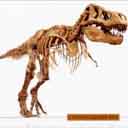 animal-prehistorico-terrestre-078.jpg