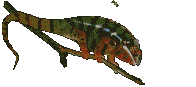 reptil-camaleon-002.gif